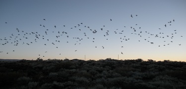 Bat Outflight - Alan McPherson - resized for top photo on website