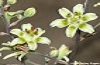 White Camas White Camas