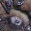 Help Stop the Spread of White-Nose Syndrome!