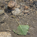 Aspen leaf in stream near Spring Canyon. Photo Credit: NPS/Todd Stellhorn