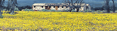 2005 spring bloom of desert dandelions. NPS Photo.