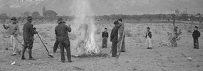 Burning autumn leaves. Photo by Ansel Adams.