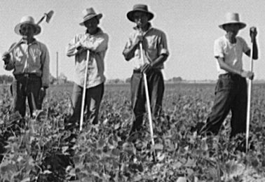 Men working in the fields. Men working in the fields.