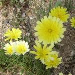 Cholla cactus bloom