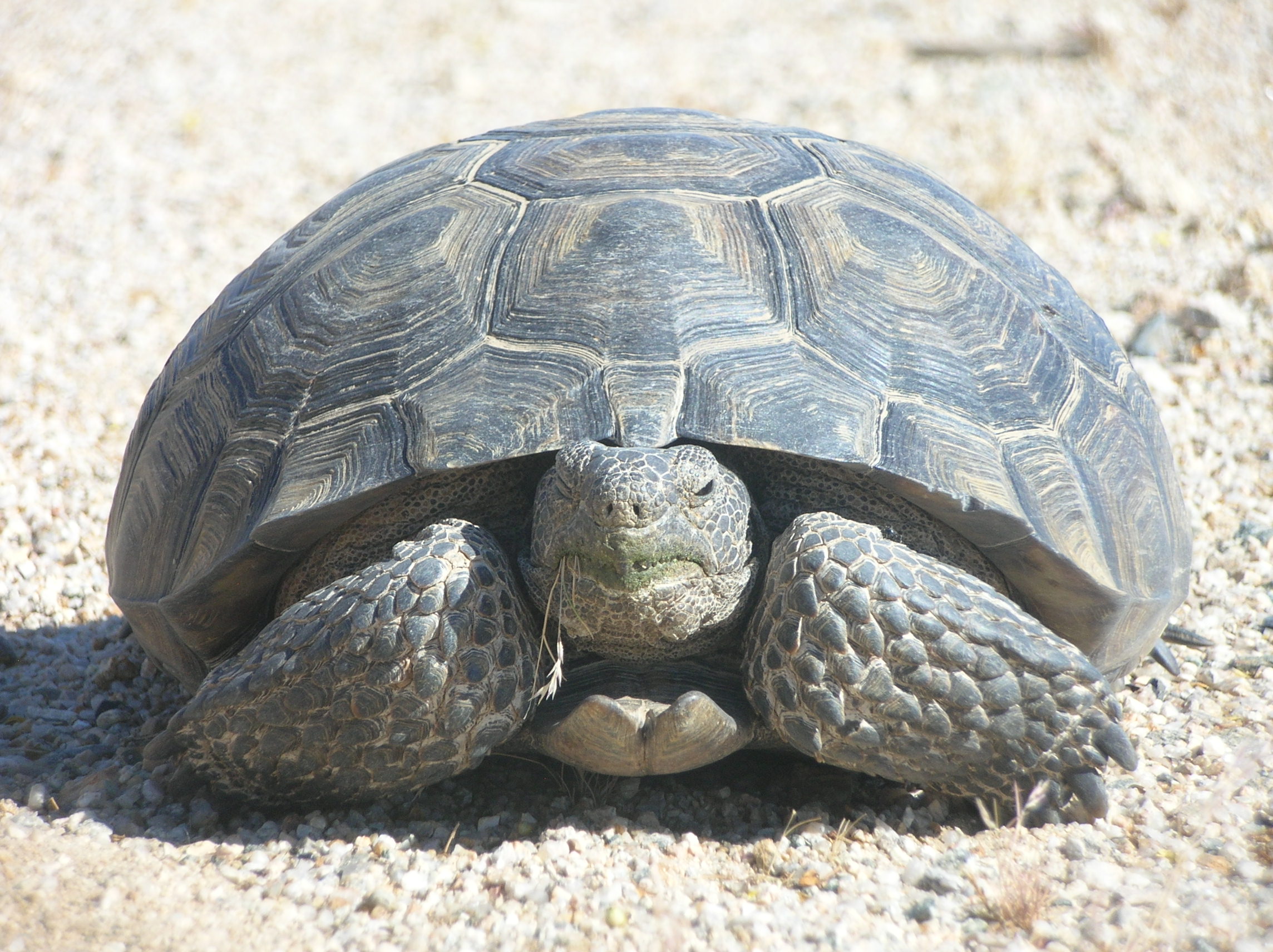 Pictures of Tortoise , White Tortoise pictures, Pics of Tortoise , hd pictures, Tortoise image