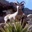 Wildlife Critter-Cam