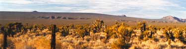 photo of Cima Dome with Joshua trees.