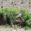 Piute Springs:           Four-wheel drive recommended