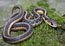 Reptiles