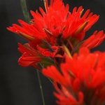 Harsh Paintbrush