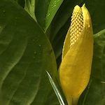 The bright yellow flower of a skunk cabbage.