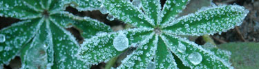 frozen dew on lupine leaves