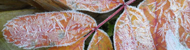 frosty mountain-ash leaves