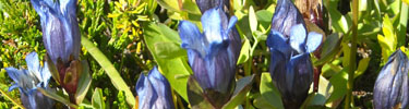 gentian flowers in Mount Rainier's subalpine meadows