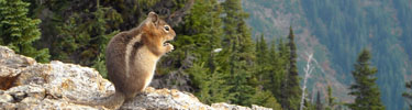 A golden-mantled ground squirrel at Mount Rainier puts on weight prior to winter's arrival.