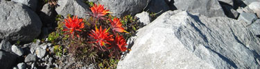 Paintbrush flowers grow on Mount Rainier's rocky slopes