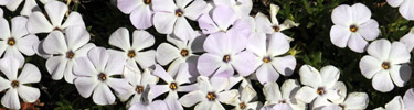 Spreading phlox blooms in Mount Rainier's meadows