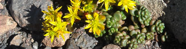 Yellow stonecrop flowers bloom in rugged alpine terrain at Mount Rainier