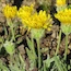 Subalpine Wildflowers - Yellow/Orange