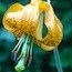 Forest Wildflowers - Yellow/Orange