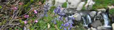 Subalpine wildflowers and stream.