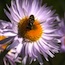 Wildflower Videos