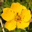 Subalpine Wildflowers