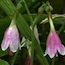Forest Wildflowers