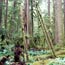 Visit Mount Rainier: Carbon & Mowich