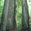 Visit Mount Rainier: Ohanapecosh