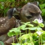 Photo of a young fawn resting in a bed of white redwood sorrel flowers.