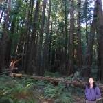 A woman walks by part of the tree that fell in Bohemian Grove on December 21, 2012.