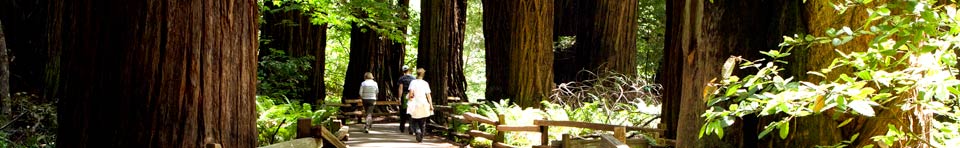 Visitors from all over the world come to explore the tranquility, beauty, and nature sounds of Muir Woods National Monument.