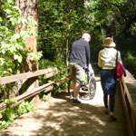 Photo of a couple walking with a friend in a wheelchair at Muir Woods.