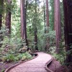Photo of new boardwalk meanderig through Pinchot Grove