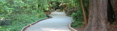Muir Woods National Monument Boardwalk