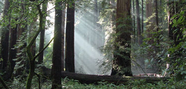 Muir Woods National Monument