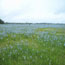 Weippe Prairie