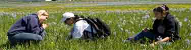Monitoring Camas on Weippe Prairie in cooperation with the Upper Colulmbia Basin Network and local High School Students