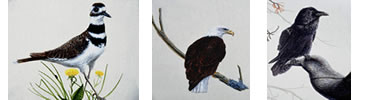 The Killdeer, Raven and Bald Eagle are all found in Nez Perce National Historical Park
