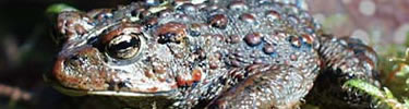 Pacific Toad, one species of amphibian found in Nez Perce National Historical Park