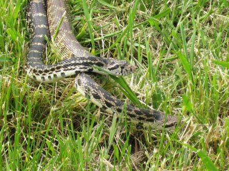 Snakes at the Spalding site in spring