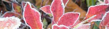 Frost on red huckleberry leaves along the Old Wagon Trail