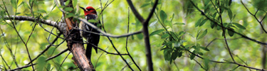Sapsucker