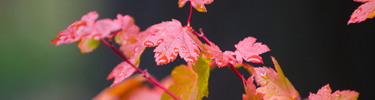 Vine Maple