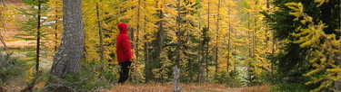 Hiker in larch