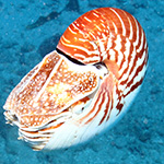 Nautilus