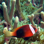 Photo of Ofu Beach, a great area to snorkel.