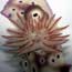 Marine Invertebrates,