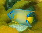 Photo of a colorful fish at Biscayne National Park